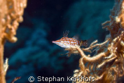 Longnose hawkfish (oxycirrhites typus) taken at shark ree... by Stephan Kerkhofs 